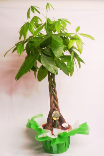 para ağacı pachira